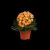 Gekleurde kalanchoe< Sale