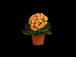 Gekleurde kalanchoe< Sale