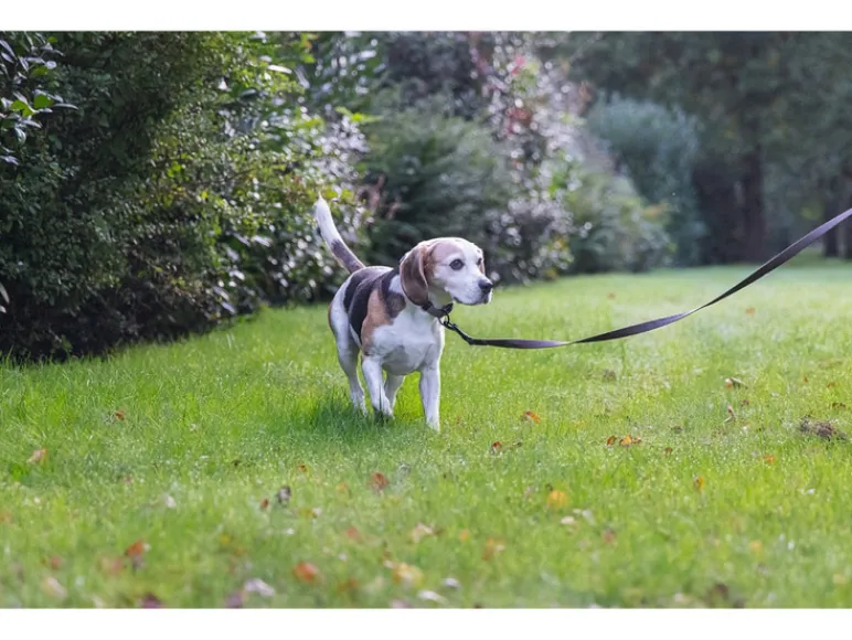 Halsband met lijn<Karlie Hot