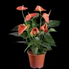 Oranje bloeiende kamerplant< Sale