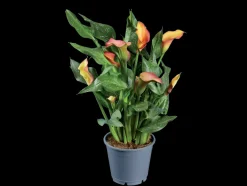 Oranje bloeiende kamerplant< Sale