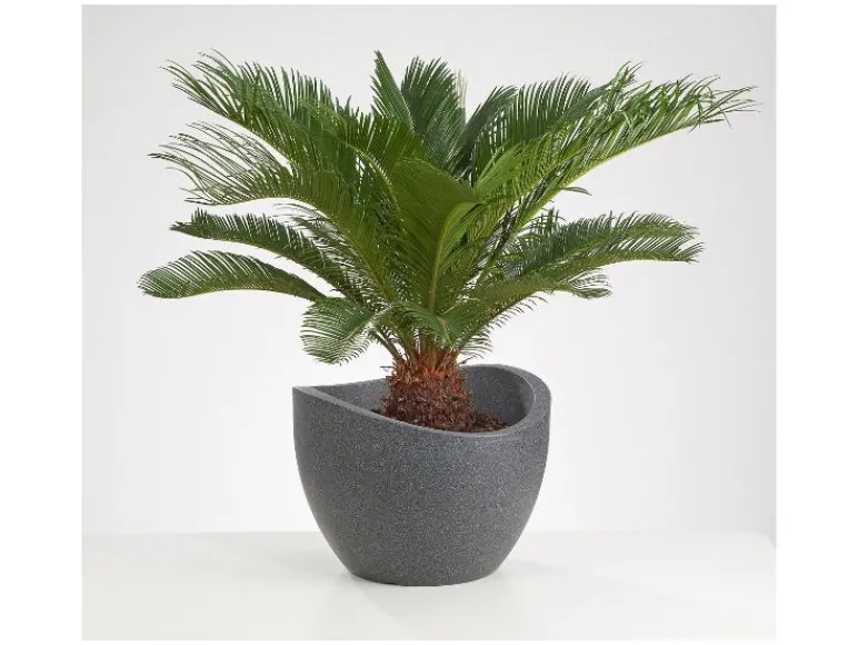Plantenbak<Scheurich Hot