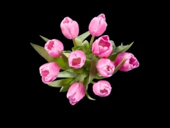 Tulpen< Hot