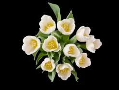 Tulpen< Hot